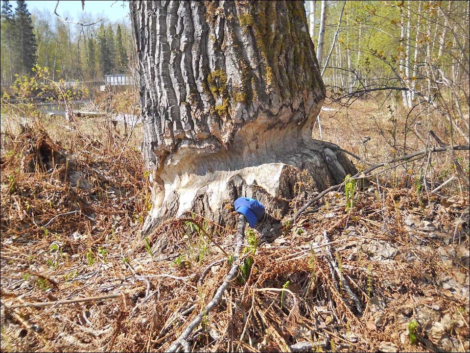 Six foot diameter cottonwood almost felled by beavers.