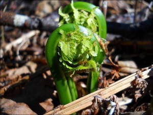 Fiddlehead fern sprouts emerging.