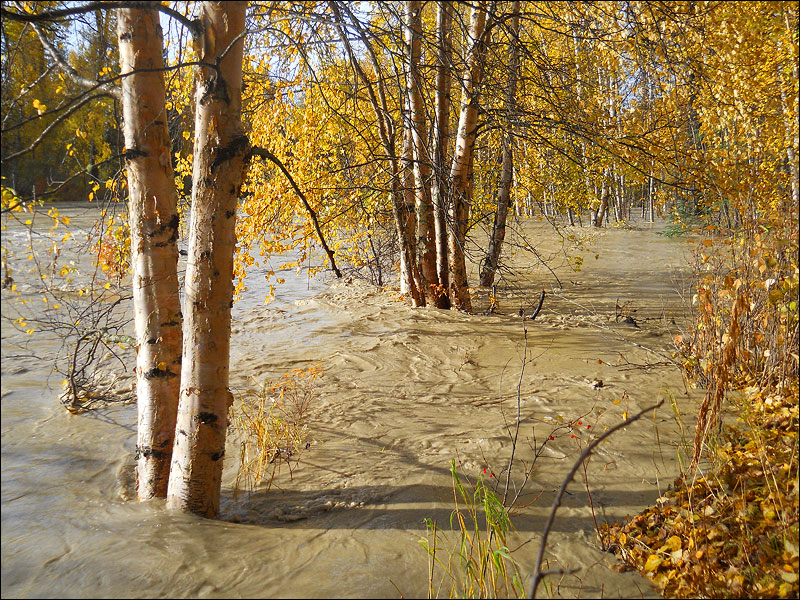 River water flowing through the birch trees, Talkeetna Alaska