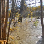 Talkeetna river flows through birch trees in flood of September 2012